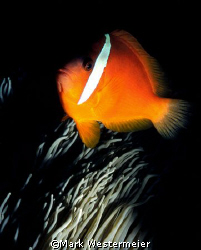 Attitude - Image taken in Northern Fiji Islands with a Ni... by Mark Westermeier 